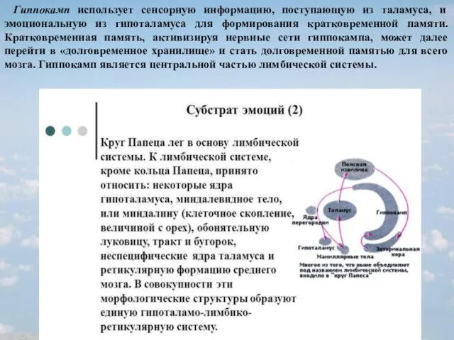 Гиппокамп использует сенсорную информацию, поступающую из таламуса, и эмоциональную из гипоталамуса для