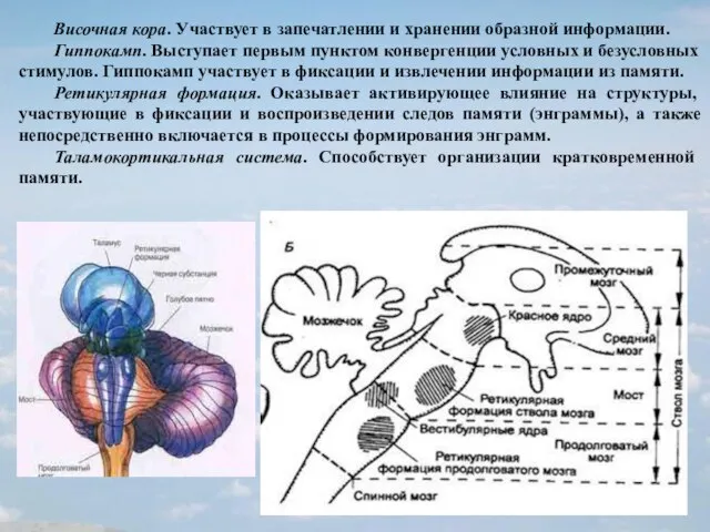 Височная кора. Участвует в запечатлении и хранении образной информации. Гиппокамп. Выступает первым