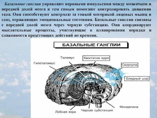 Базальные ганглии управляют нервными импульсами между мозжечком и передней долей мозга и