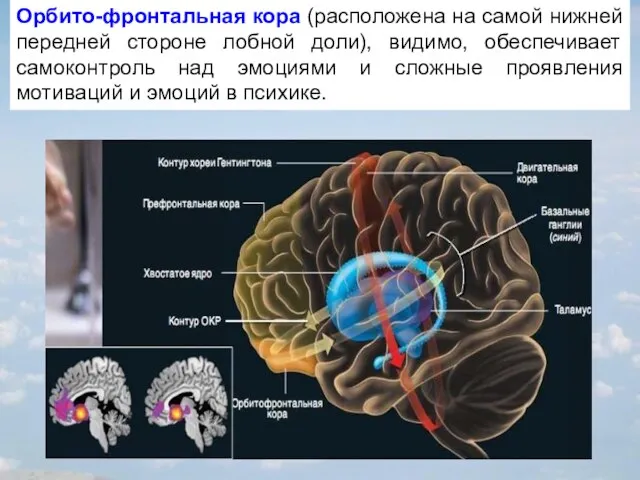 Орбито-фронтальная кора (расположена на самой нижней передней стороне лобной доли), видимо, обеспечивает