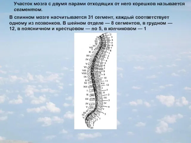 В спинном мозге насчитывается 31 сегмент, каждый соответствует одному из позвонков. В