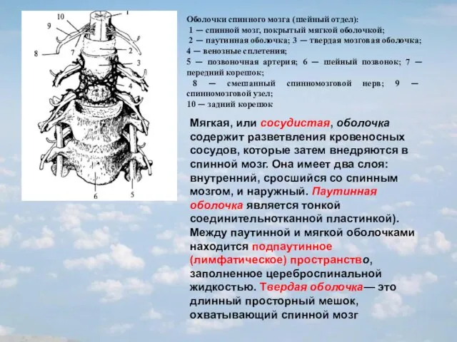 Оболочки спинного мозга (шейный отдел): 1 — спинной мозг, покрытый мягкой оболочкой;