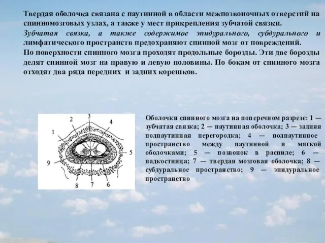 Твердая оболочка связана с паутинной в области межпозвоночных отверстий на спинномозговых узлах,