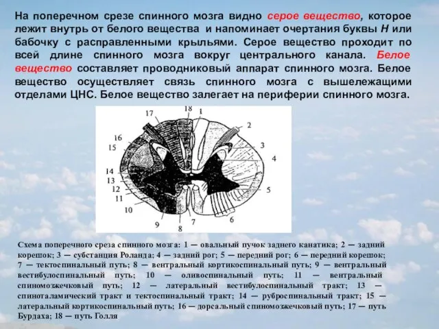 На поперечном срезе спинного мозга видно серое вещество, которое лежит внутрь от