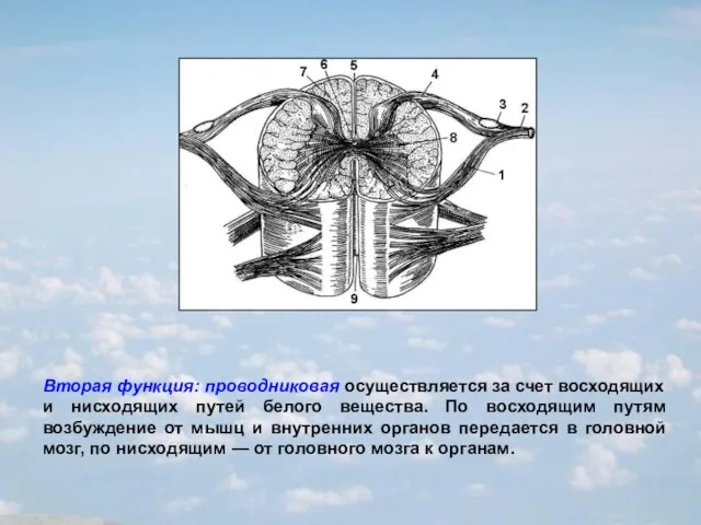 Вторая функция: проводниковая осуществляется за счет восходящих и нисходящих путей белого вещества.