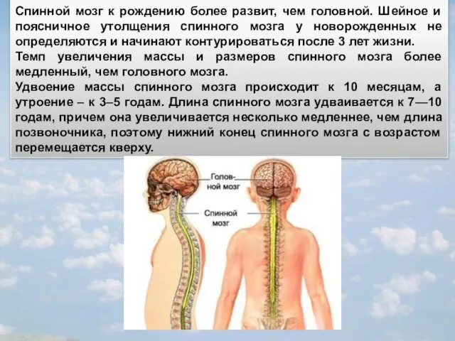 Спинной мозг к рождению более развит, чем головной. Шейное и поясничное утолщения