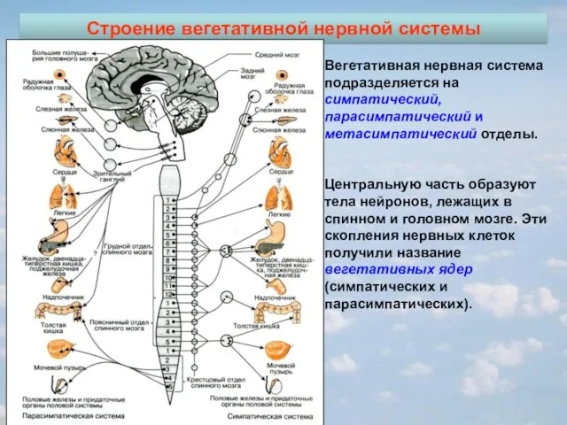 Строение вегетативной нервной системы Вегетативная нервная система подразделяется на симпатический, парасимпатический и