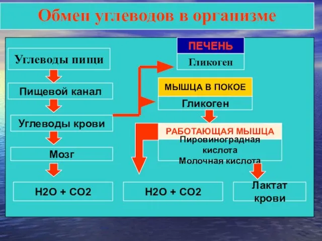 Углеводы пищи Пищевой канал Углеводы крови Мозг ПЕЧЕНЬ МЫШЦА В ПОКОЕ РАБОТАЮЩАЯ