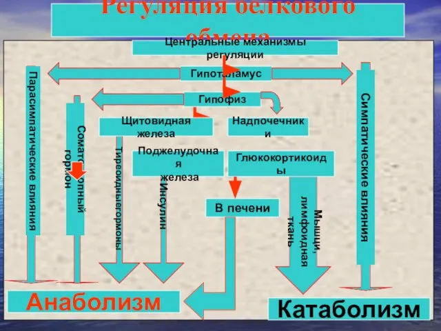 Регуляция белкового обмена Центральные механизмы регуляции Гипоталамус Гипофиз Поджелудочная железа Надпочечники Парасимпатические