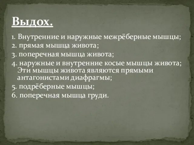 1. Внутренние и наружные межрёберные мышцы; 2. прямая мышца живота; 3. поперечная