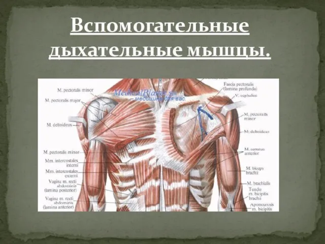 Вспомогательные дыхательные мышцы.