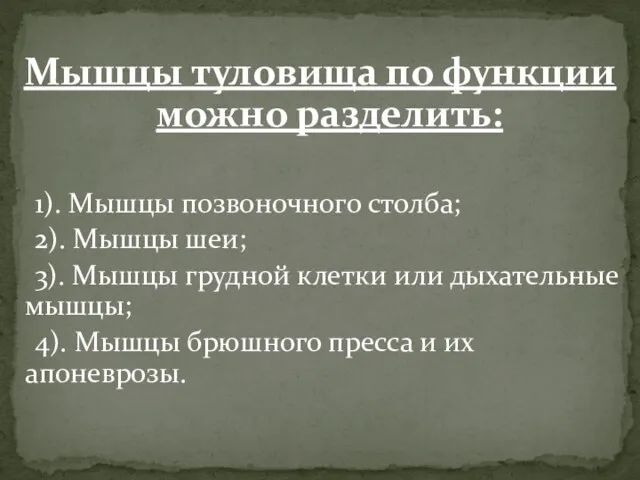 Мышцы туловища по функции можно разделить: 1). Мышцы позвоночного столба; 2). Мышцы