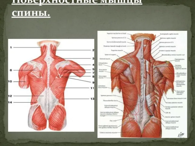 Поверхностные мышцы спины.