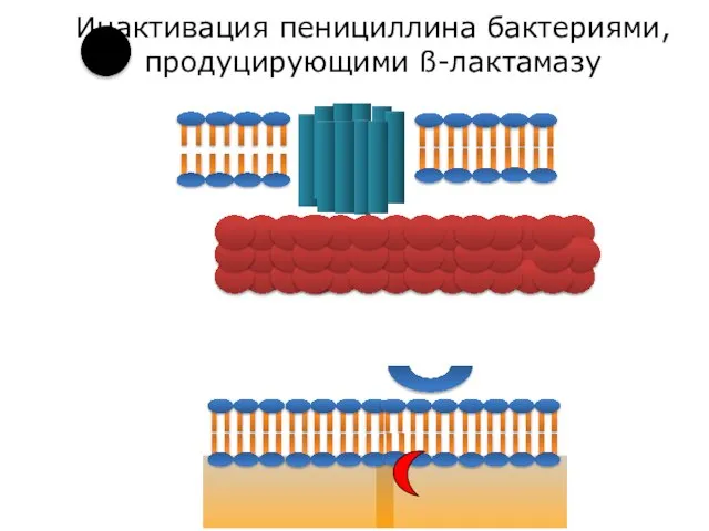 Инактивация пенициллина бактериями, продуцирующими ß-лактамазу