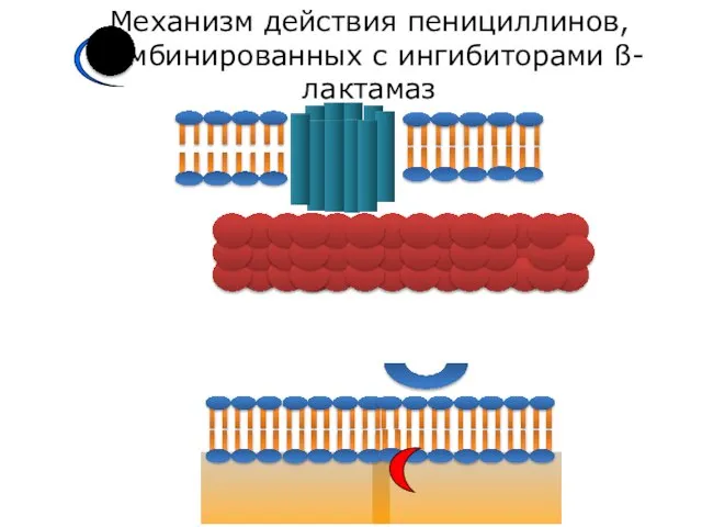 Механизм действия пенициллинов, комбинированных с ингибиторами ß-лактамаз