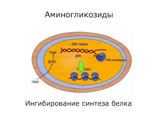 Ингибирование синтеза белка Аминогликозиды