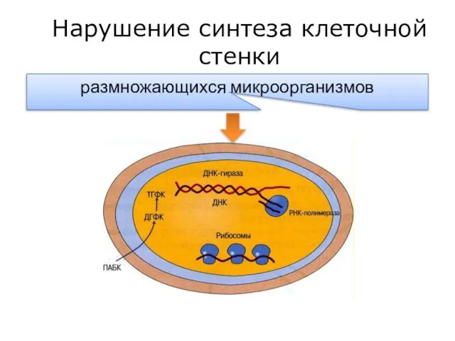 Нарушение синтеза клеточной стенки β лактамы размножающихся микроорганизмов