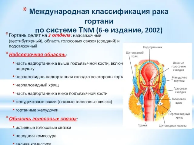 Международная классификация рака гортани по системе ТNM (6-е издание, 2002) Гортань делят