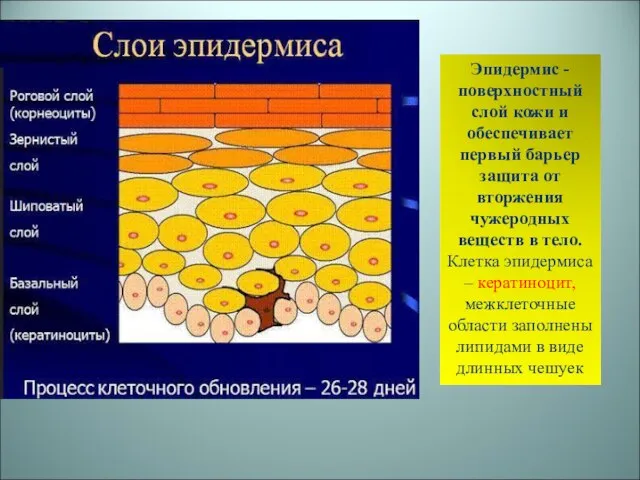 Эпидермис - поверхностный слой кожи и обеспечивает первый барьер защита от вторжения