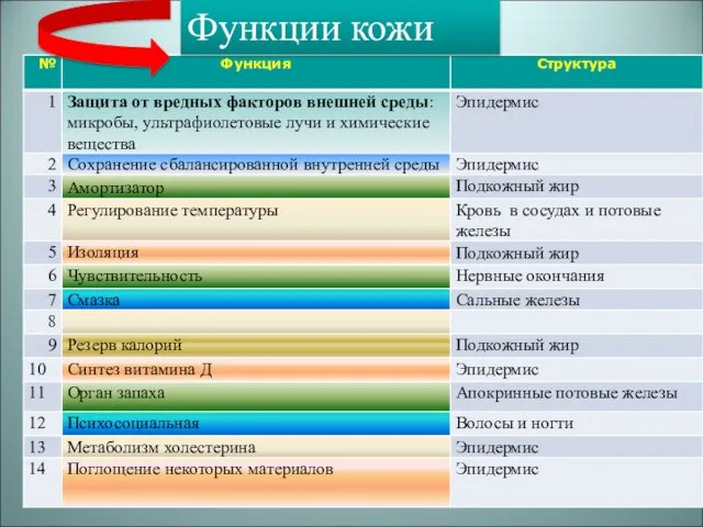 Функции кожи