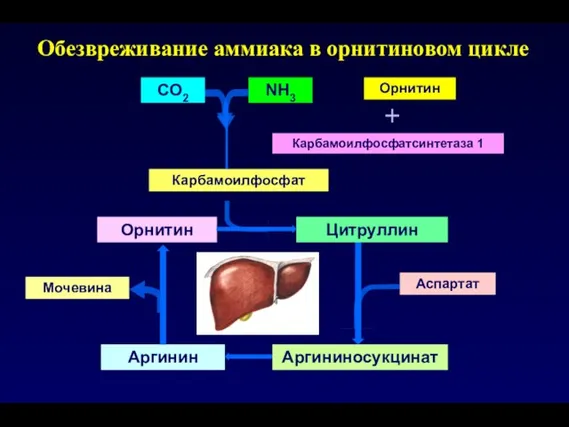 Обезвреживание аммиака в орнитиновом цикле Карбамоилфосфатсинтетаза 1 Аргининосукцинат Аргинин Орнитин Цитруллин Мочевина