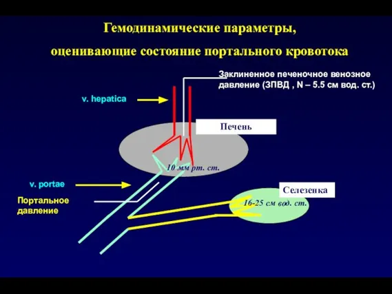 Гемодинамические параметры, оценивающие состояние портального кровотока Печень v. hepatica v. portae Селезенка