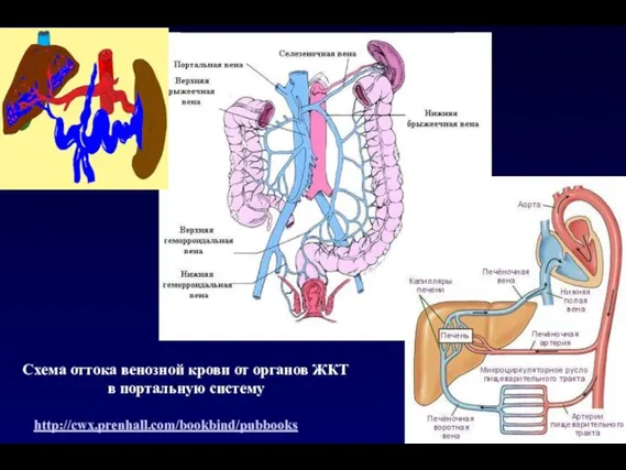 Схема оттока венозной крови от органов ЖКТ в портальную систему http://cwx.prenhall.com/bookbind/pubbooks