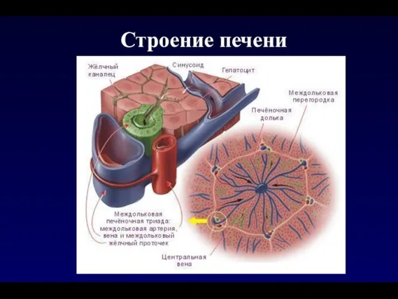 Строение печени