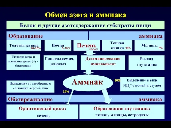 Печень Дезаминирование аминокислот Обмен азота и аммиака Орнитиновый цикл: печень Белок и