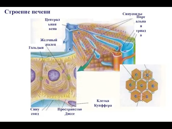 Центральная вена Желчный каналец Гольджи Синусоид Пространство Диссе Клетка Купффера Синусоиды Портальная триада Строение печени