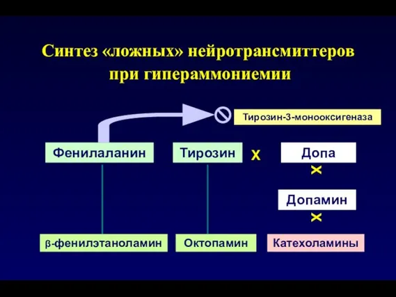 Синтез «ложных» нейротрансмиттеров при гипераммониемии Фенилаланин Тирозин Допа Допамин Катехоламины β-фенилэтаноламин Октопамин Тирозин-3-монооксигеназа Х Х Х