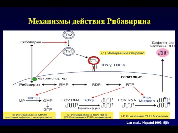 Lau et al., Hepatol 2002; 5(5) гепатоцит Механизмы действия Рибавирина