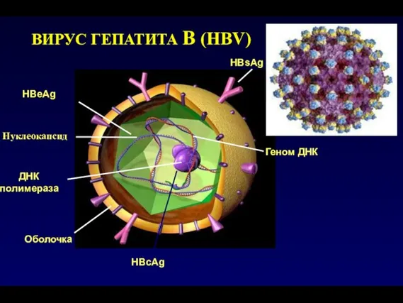 HBеAg Нуклеокапсид ДНК полимераза Оболочка HBсAg HBsAg Геном ДНК ВИРУС ГЕПАТИТА В (HBV)