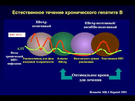 Естественное течение хронического гепатита В HBeAg- позитивный HBeAg-негативный/ антиHBe-позитивный Фазы хронической HBV-