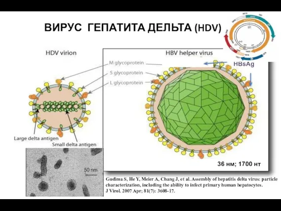 ВИРУС ГЕПАТИТА ДЕЛЬТА (HDV) 36 нм; 1700 нт HBsAg Gudima S, He