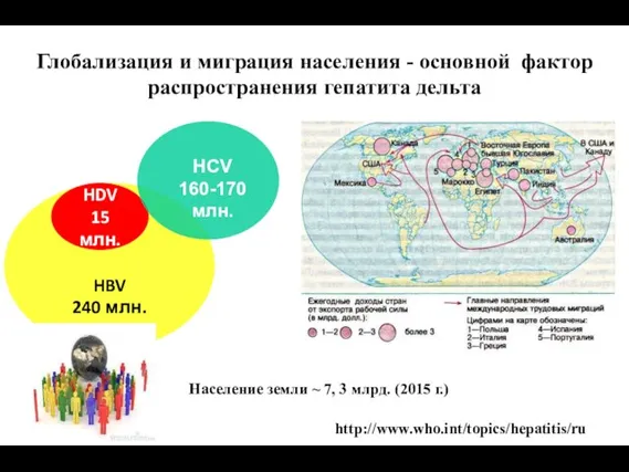 HBV 240 млн. HDV 15 млн. HCV 160-170 млн. http://www.who.int/topics/hepatitis/ru Население земли