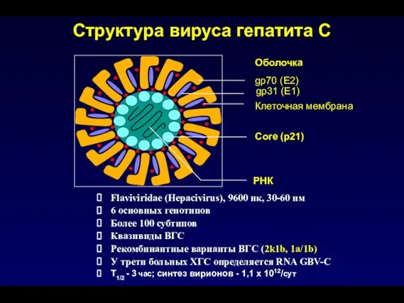 Структура вируса гепатита С Flaviviridae (Hepacivirus), 9600 нк, 30-60 нм 6 основных