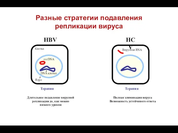 DNA клетки Разные стратегии подавления репликации вируса Клетка Ядро HBV HCV cccDNA