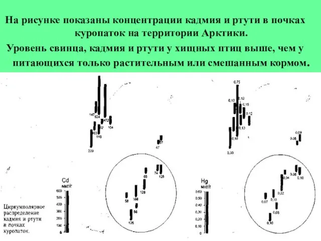 На рисунке показаны концентрации кадмия и ртути в почках куропаток на территории