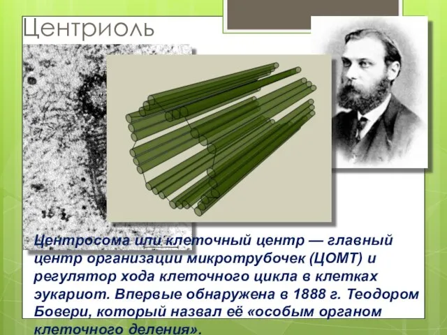 Центриоль Центросома или клеточный центр — главный центр организации микротрубочек (ЦОМТ) и