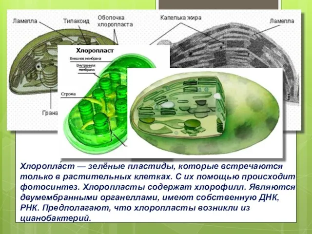 Хлоропла́ст — зелёные пластиды, которые встречаются только в растительных клетках. С их