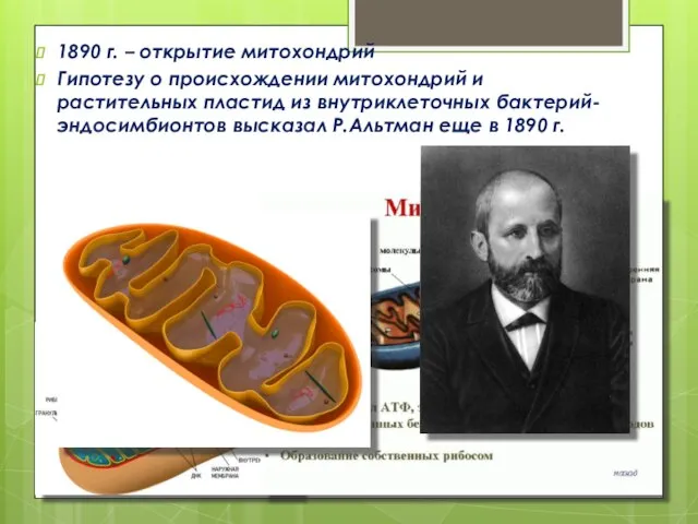 1890 г. – открытие митохондрий Гипотезу о происхождении митохондрий и растительных пластид