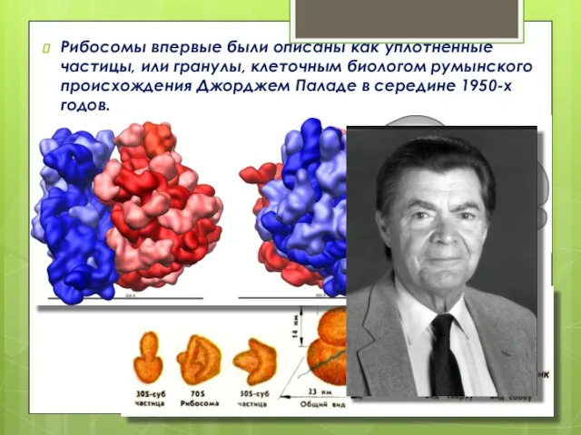 Рибосомы впервые были описаны как уплотненные частицы, или гранулы, клеточным биологом румынского