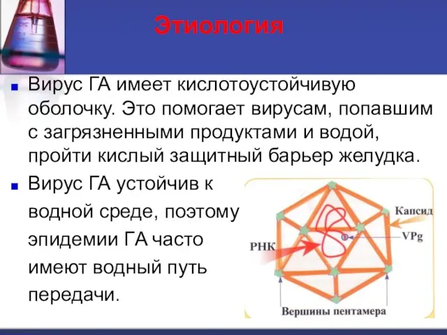 Этиология Вирус ГА имеет кислотоустойчивую оболочку. Это помогает вирусам, попавшим с загрязненными