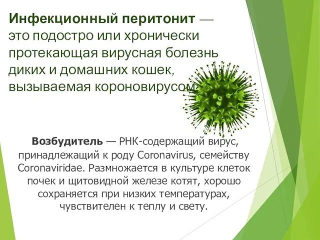 Инфекционный перитонит — это подостро или хронически протекающая вирусная болезнь диких и