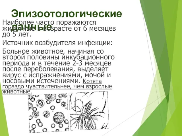 Эпизоотологические данные. Наиболее часто поражаются животные в возрасте от 6 месяцев до