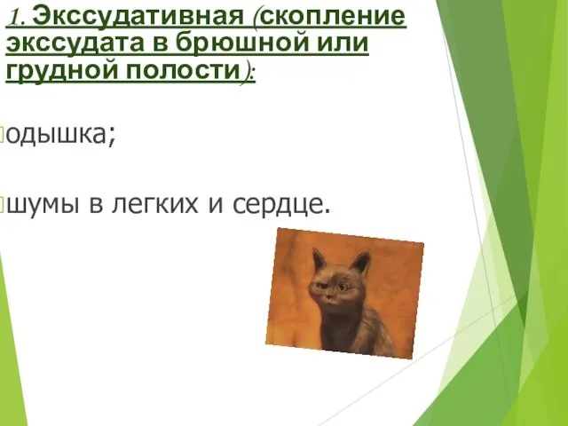 1. Экссудативная (скопление экссудата в брюшной или грудной полости): одышка; шумы в легких и сердце.