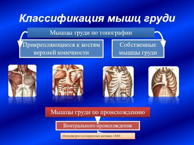 Классификация мышц груди Прикрепляющиеся к костям верхней конечности Собственные мышцы груди Мышцы
