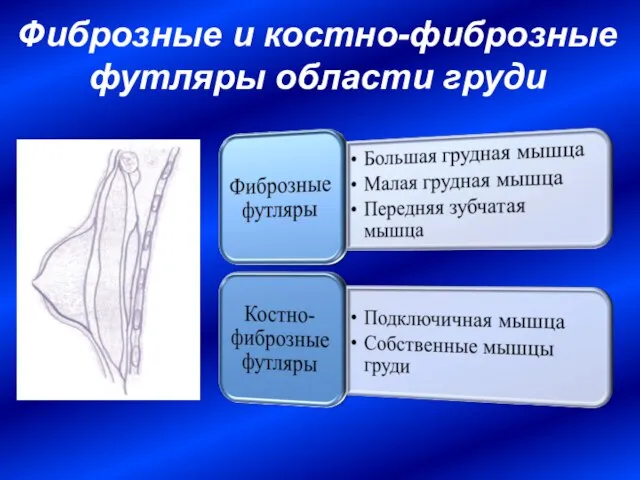 Фиброзные и костно-фиброзные футляры области груди