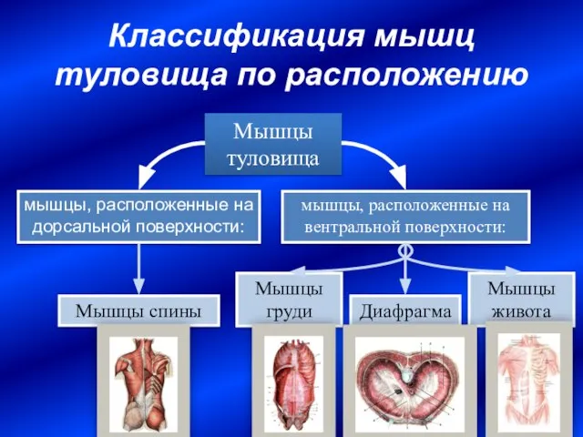 Классификация мышц туловища по расположению мышцы, расположенные на дорсальной поверхности: мышцы, расположенные